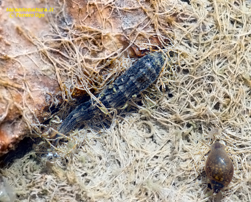 Larva di Stratiomyidae ?